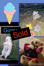 SOLD- Click On Picture For More Info- Deposit for Gizmo