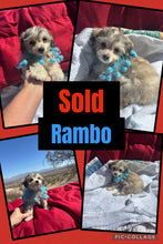 SOLD- Click On Picture For More Info- Deposit for Rambo