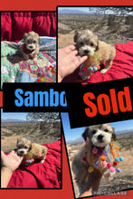 SOLD- Click On Picture For More Info- Deposit for Sambo