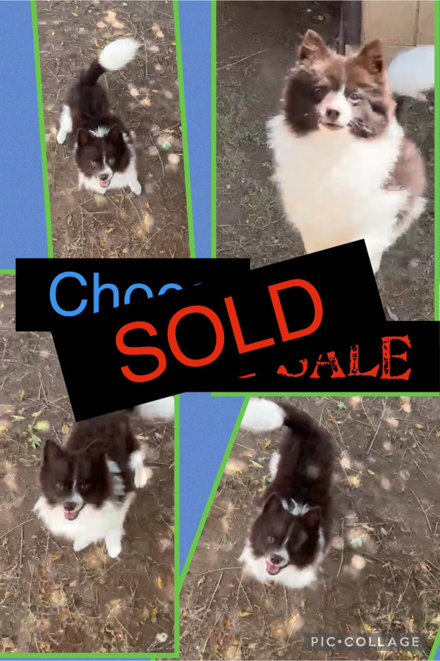 SOLD- BIG SALE- Click On Picture For More Info- Deposit for Choco