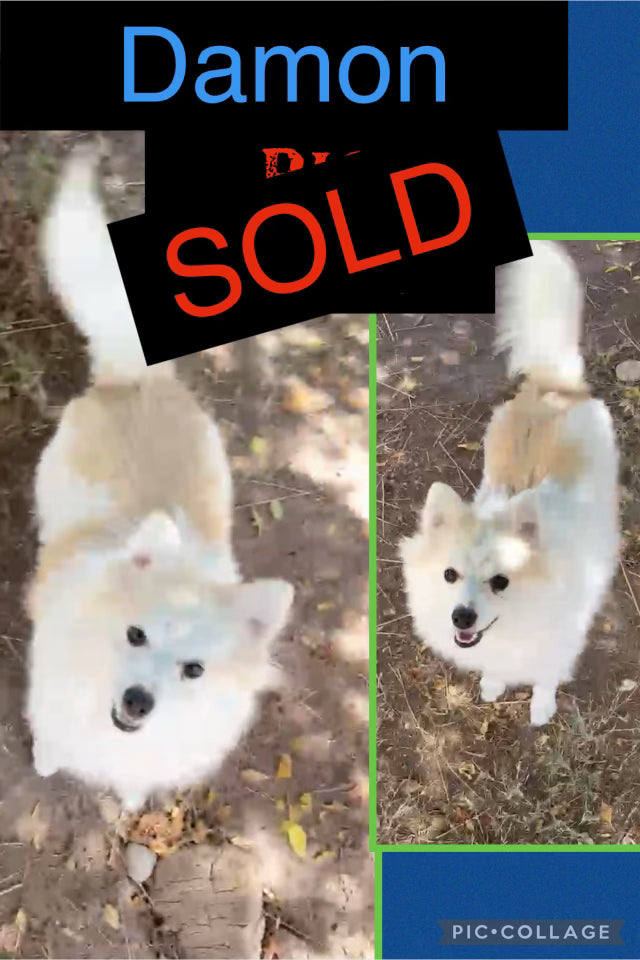 SOLD- BIG SALE- Click On Picture For More Info- Deposit for Damon