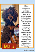 SOLD- ADOPTION- Click On Picture For More Info- Malu