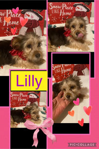 SOLD- Click On Picture For More Info- Deposit for Lilly