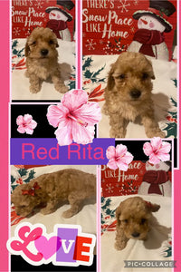 SOLD- Click On Picture For More Info- Deposit for RedRita