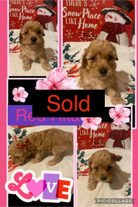 SOLD- Click On Picture For More Info- Deposit for RedRita