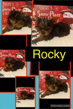 SOLD- Click On Picture For More Info- Deposit for Rocky