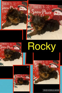 SOLD- Click On Picture For More Info- Deposit for Rocky