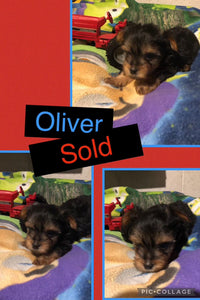 SOLD- Click On Picture For More Info- Deposit for Oliver