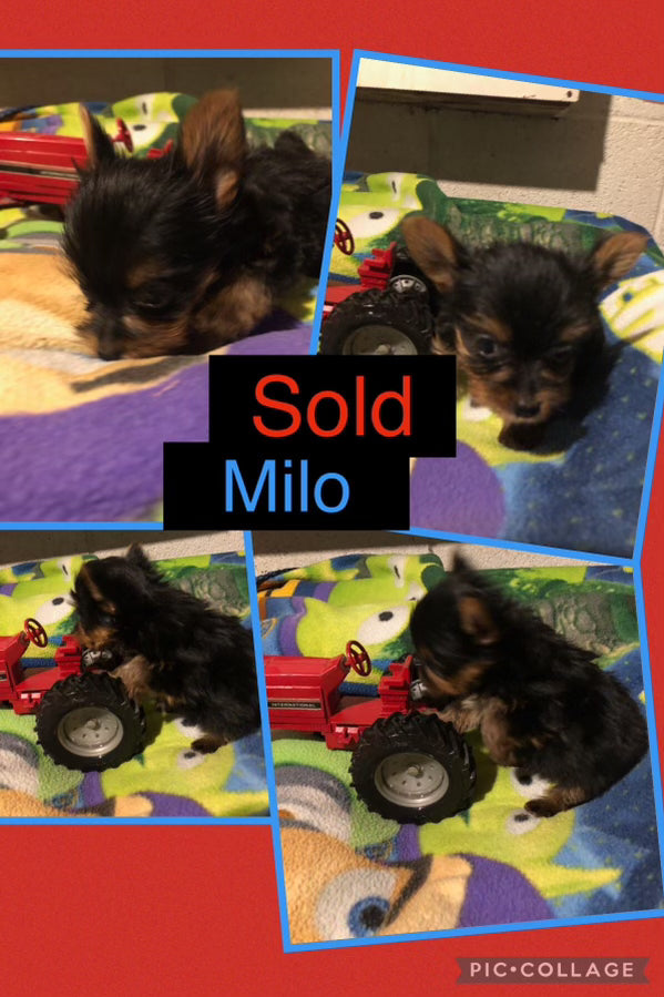 SOLD- Click On Picture For More Info- Deposit for Milo
