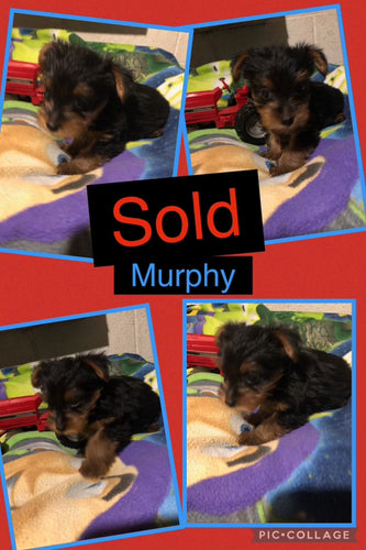 SOLD- Click On Picture For More Info- Deposit for Murphy