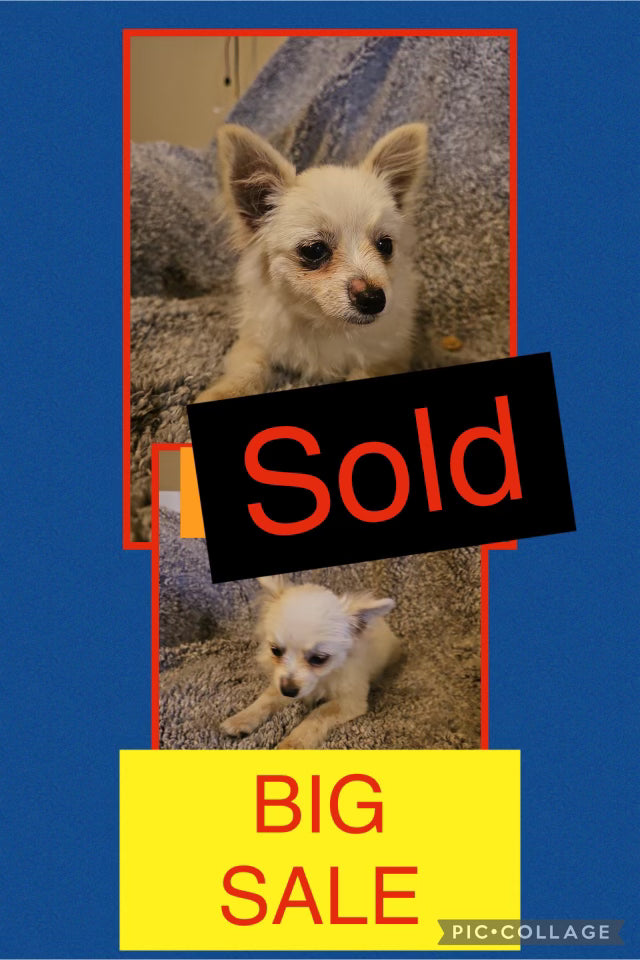 Sold- BIG SALE- Click On Picture For More Info- Deposit for Ralfy