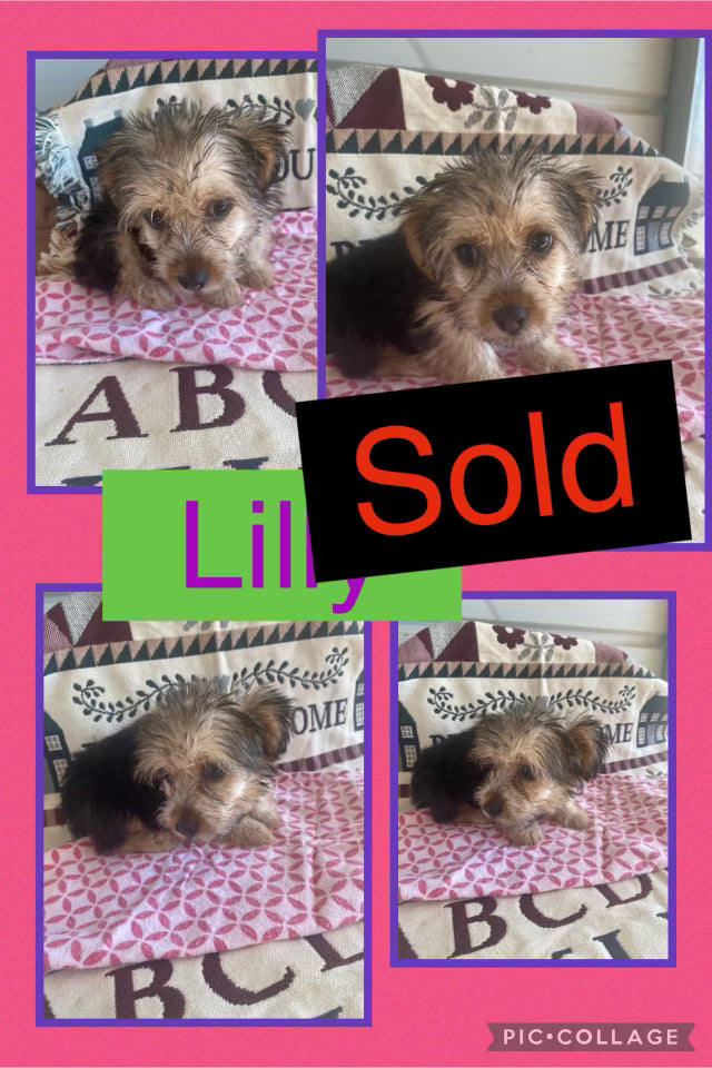 SOLD- Click On Picture For More Info- Deposit for Lilly