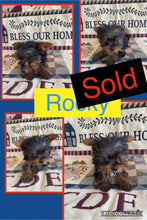 SOLD- Click On Picture For More Info- Deposit for Rocky