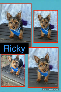 SOLD- Click On Picture For More Info- Deposit for Ricky