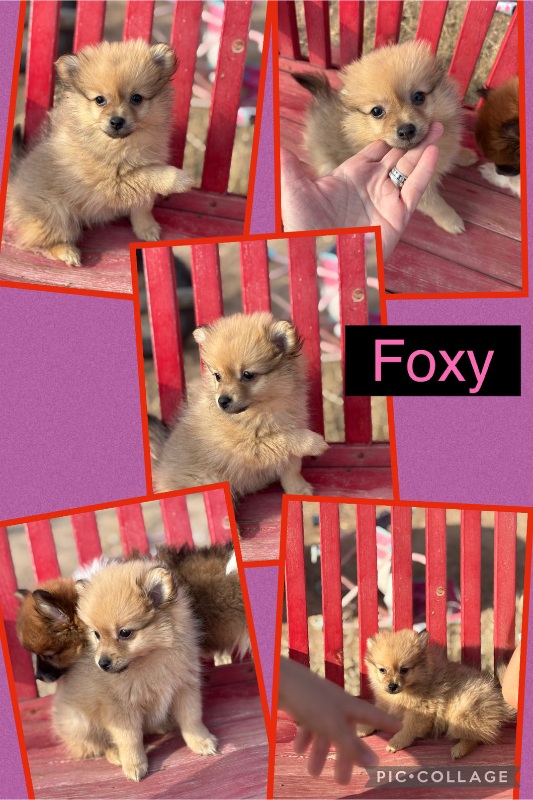 Click On Picture For More Info- Deposit for Foxy