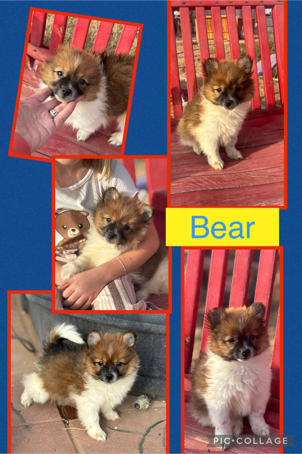 Click On Picture For More Info- Deposit for Bear