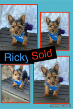 SOLD- Click On Picture For More Info- Deposit for Ricky