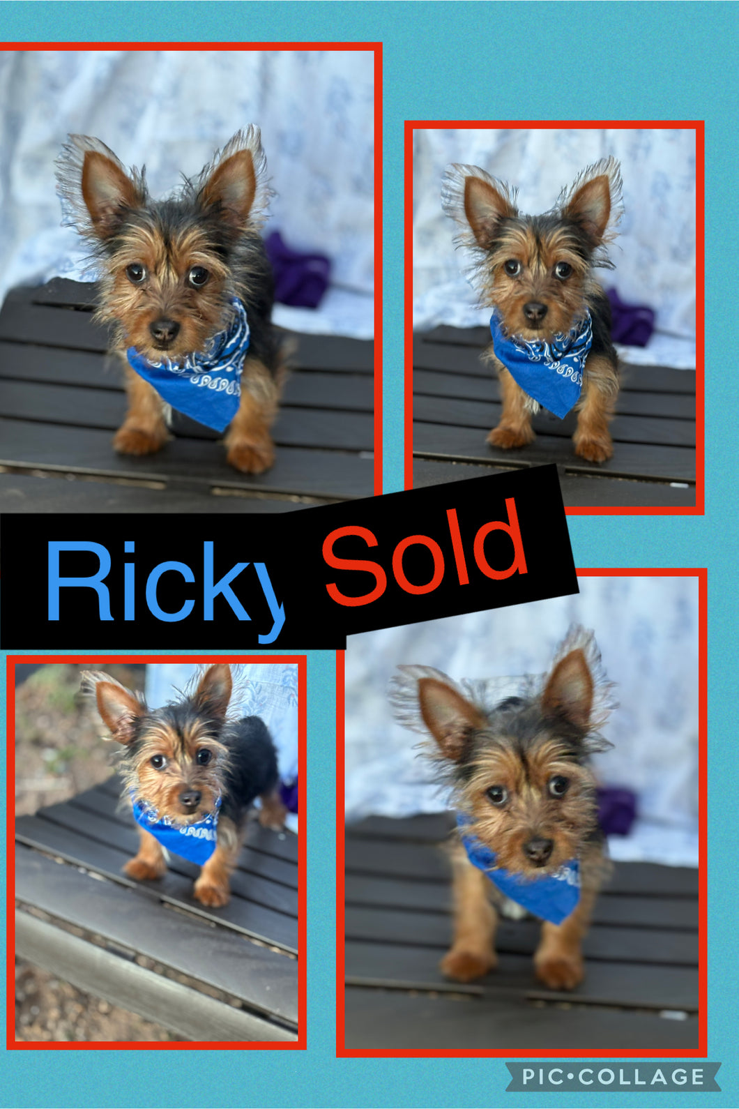 SOLD- Click On Picture For More Info- Deposit for Ricky