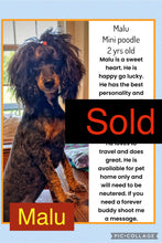 SOLD- ADOPTION- Click On Picture For More Info- Malu