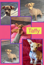 ADOPTED - Click On Picture For More Info- Deposit for Taffy