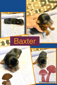 SOLD- Click On Picture For More Info- Deposit for Baxter