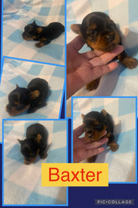 SOLD- Click On Picture For More Info- Deposit for Baxter