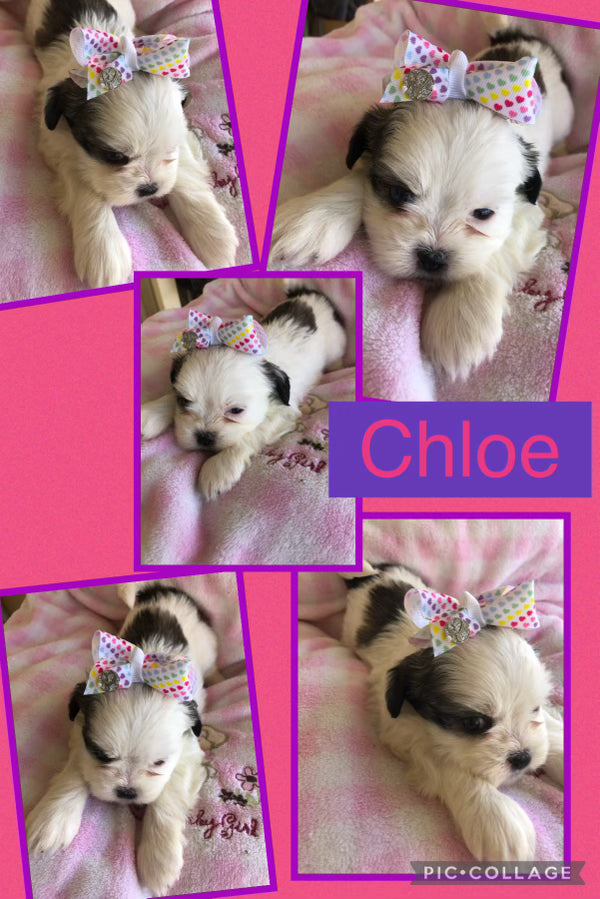 Click On Picture For More Info- Deposit for Chloe
