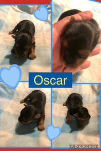 Click On Picture For More Info- Deposit for Oscar