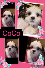 Click On Picture For More Info- Deposit for Coco