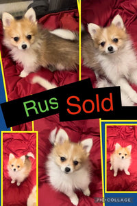 SOLD- Click On Picture For More Info- Deposit for Rusty