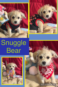 SOLD- Click On Picture For More Info- Deposit for Snuggle Bear