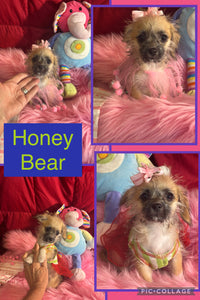 SOLD- Click On Picture For More Info- Deposit for Honey Bear