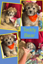 SOLD- Click On Picture For More Info- Deposit for Teddy Bear