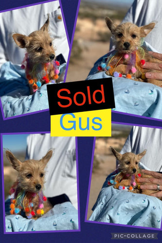 SOLD- Click On Picture For More Info- Deposit for Gus