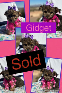 SOLD- Click On Picture For More Info- Deposit for Gidget