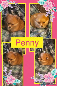 Click On Picture For More Info- Deposit for Penny