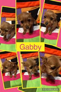 SOLD- Click On Picture For More Info- Deposit for Gabby