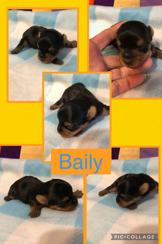 Click On Picture For More Info- Deposit for Baily