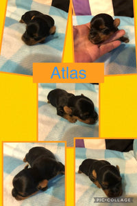 SOLD- Click On Picture For More Info- Deposit for Atlas