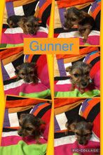 SOLD- Click On Picture For More Info- Deposit for Gunner