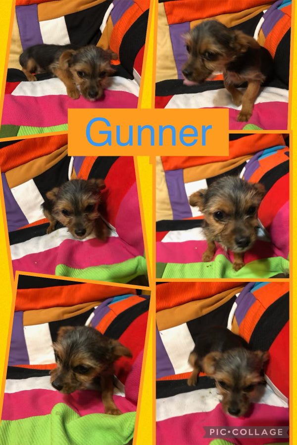 Click On Picture For More Info- Deposit for Gunner