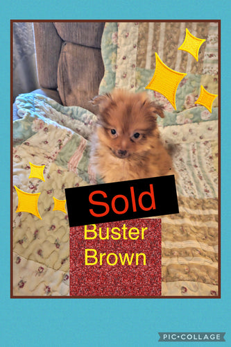SOLD- Click On Picture For More Info- Deposit for Buster Brown