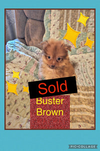 SOLD- Click On Picture For More Info- Deposit for Buster Brown