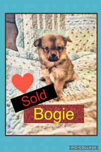 SOLD- Click On Picture For More Info- Deposit for Bogie