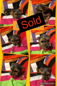 SOLD- Click On Picture For More Info- Deposit for Gunner