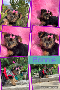 SOLD- Click On Picture For More Info- Deposit for Bonnie