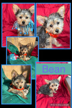 SOLD- Click On Picture For More Info- Deposit for Bean