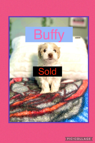 SOLD- Click On Picture For More Info- Deposit for Buffy