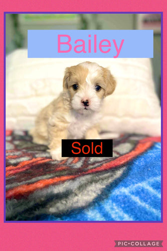 SOLD- Click On Picture For More Info- Deposit for Bailey