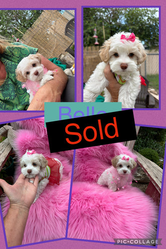 SOLD- Click On Picture For More Info- Deposit for Belle